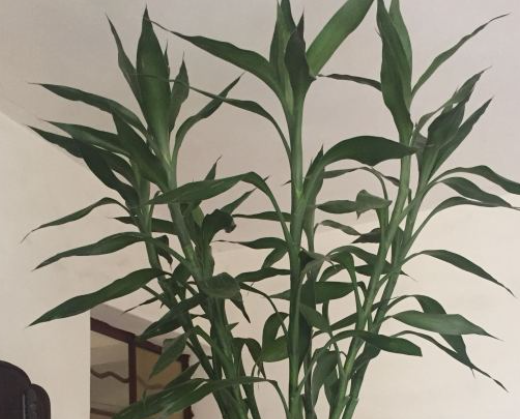富贵竹茎秆枯萎了怎么办？立即将枯萎茎秆拔除