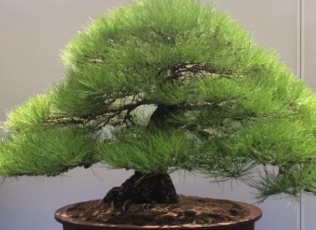 松树移栽，为什么成活比较困难？